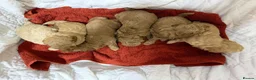 Cavapoo dogs for sale: Cavapoo F1b Puppies with Health Tested Parents - Advert 19
