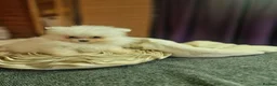 Pomeranian dogs for sale: Beautiful snow white Pomeranian puppy's  in Warrington - Advert 15