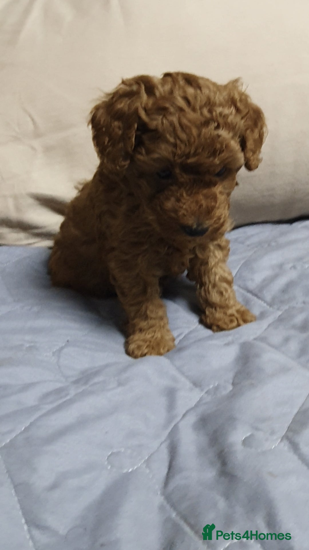 Toy Poodle dogs for sale: ASIAN CHAMPION lineage, KC registered Toy Poodles - Advert 14