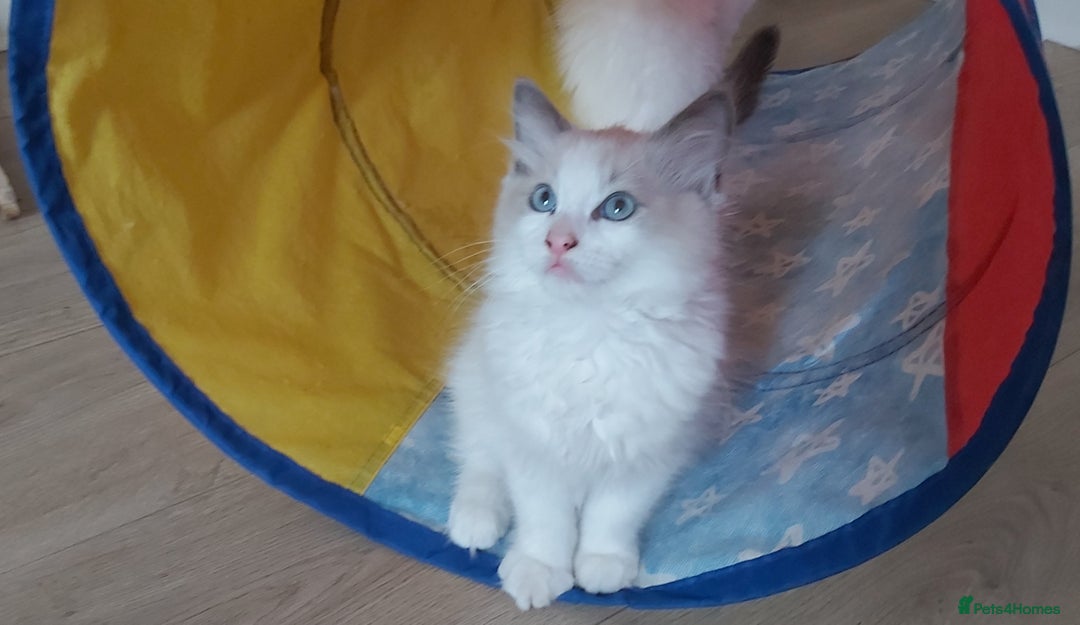 Ragdoll cats for sale: RAGDOLLS BOYS BICOLOUR VACCINATED MICROCHIPED  - Image 5
