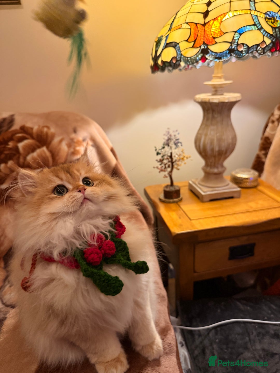 British Shorthair cats for sale: Last boy - superb pedigree and clear genetic tests - Advert 17