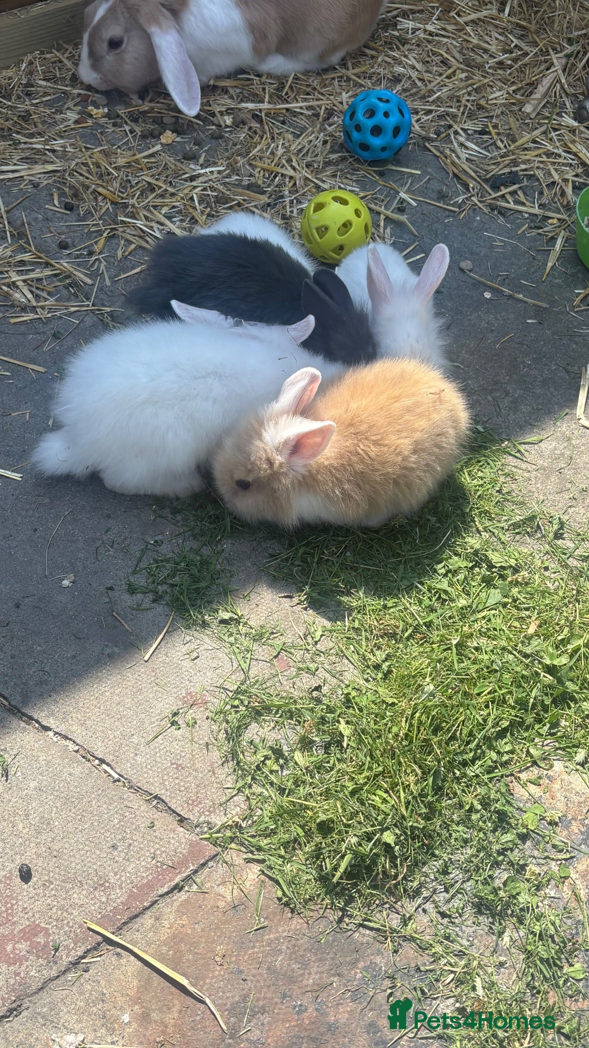 Mixed Breed rabbits Rabbits  - Advert 18