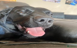 Labrador Retriever dogs for sale: Loveable Labrador Cross  - Image 3