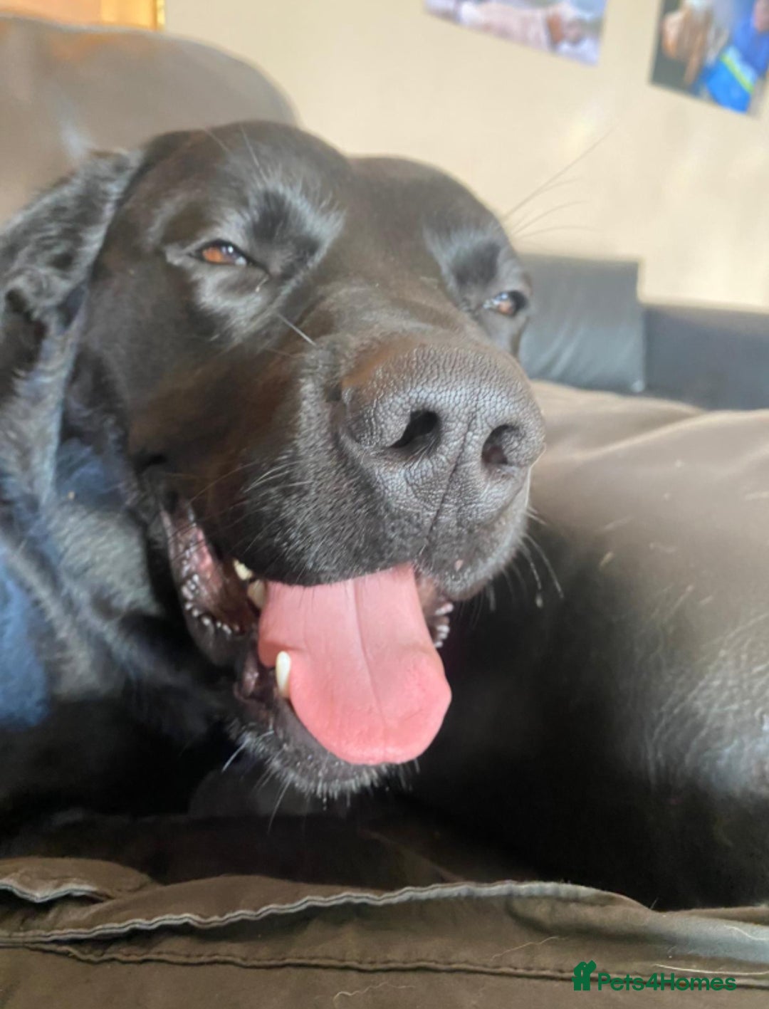 Labrador Retriever dogs for sale: Loveable Labrador Cross  - Image 3