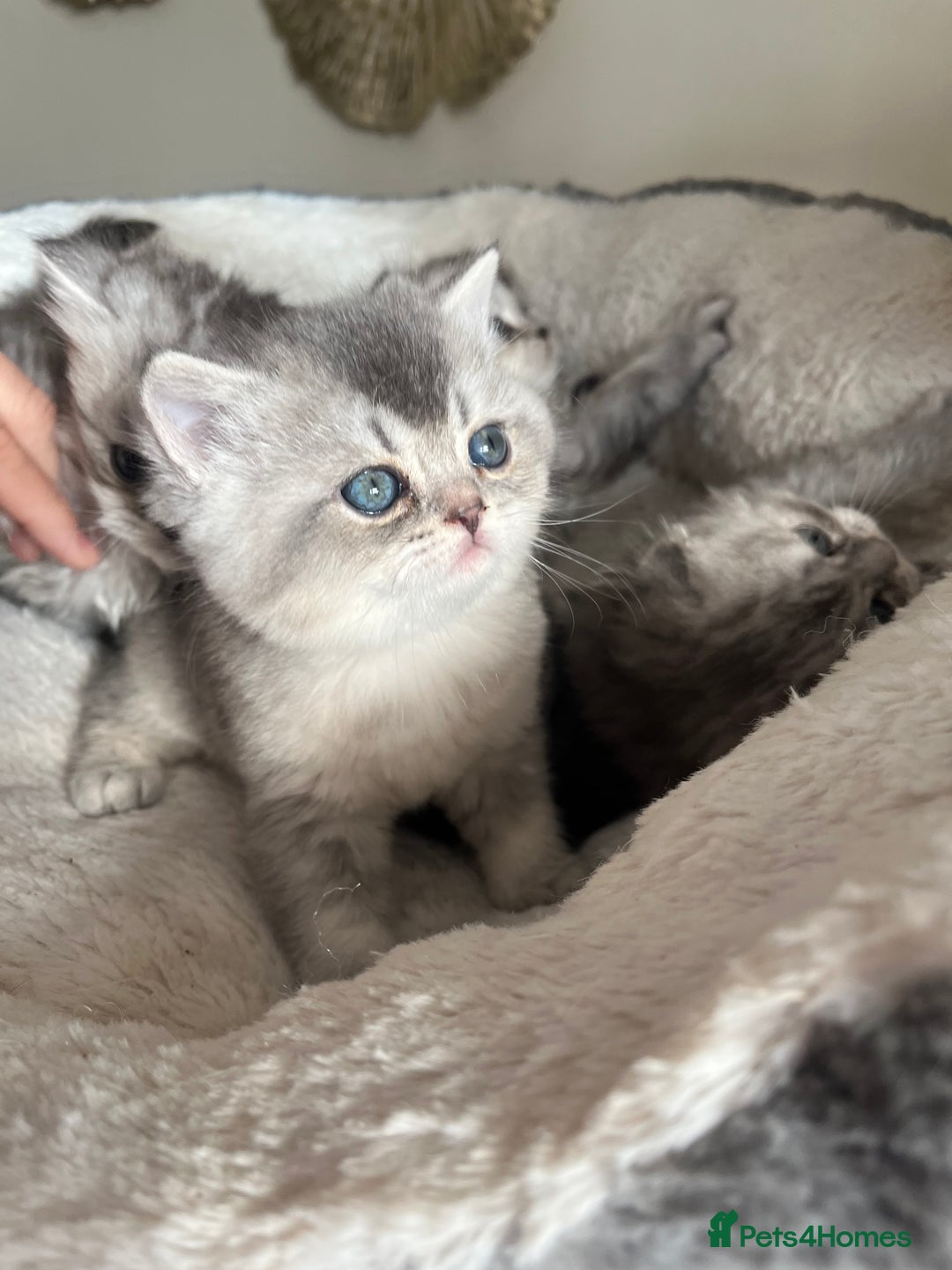 Scottish Fold cats for sale: Adorable Scottish Fold Kittens  - Advert 21