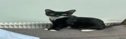 Mixed Breed cats for adoption: Clementine, young rescue cat in need of new home - Advert 5