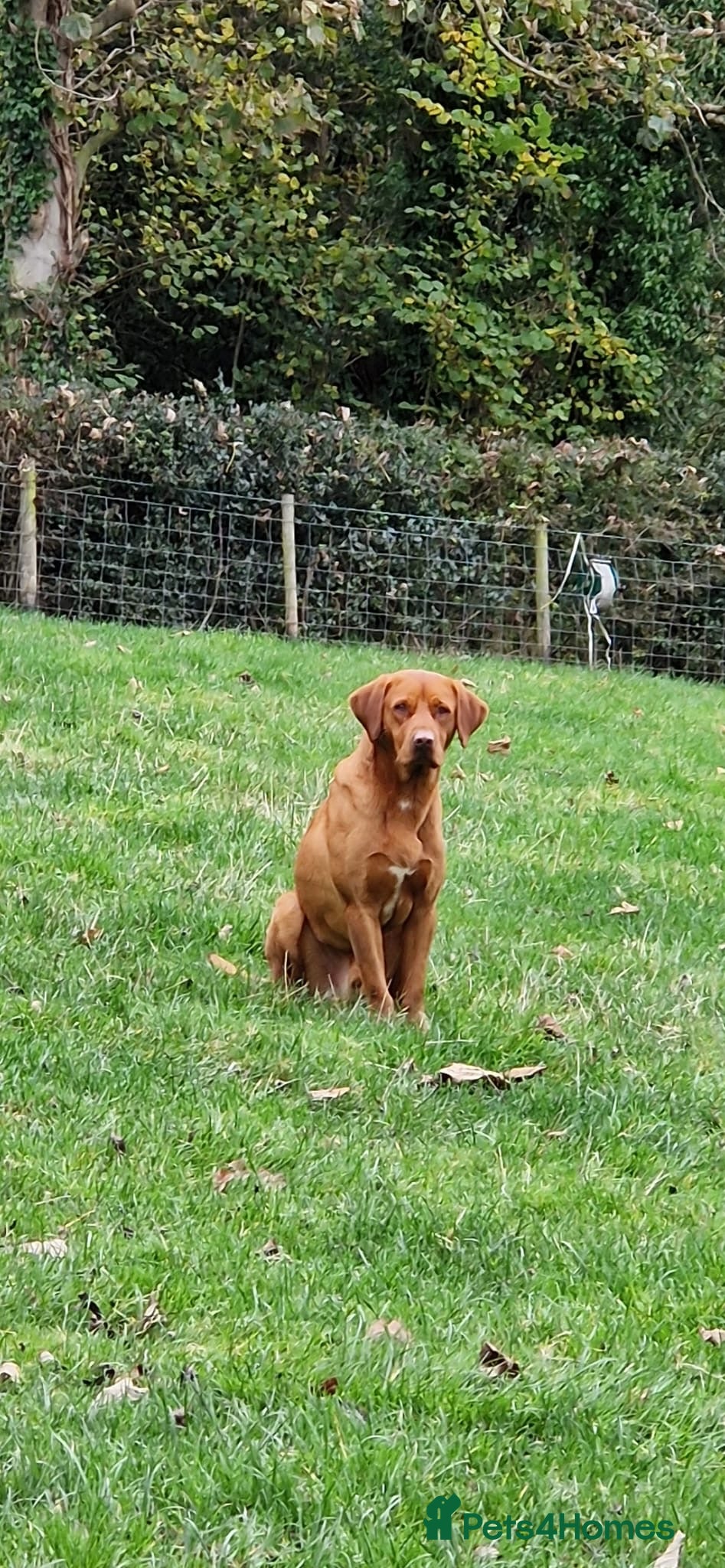 Labrador Retriever dogs Fox Red Labrador’s  - Advert 2