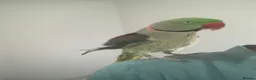 Parrots birds for sale: Tamed Alexandrine Parrot in Manchester - Advert 8