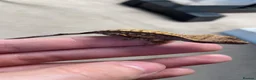 Gecko reptiles for sale: Baby Harley Quinn crested gecko  - Advert 4