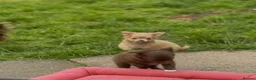 Chihuahua dogs for sale: Chihuahua puppies  - Advert 6