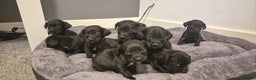 Springador dogs for sale: Stunning springerdors  - Advert 5