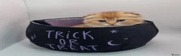 Scottish Fold cats for sale: Beautiful TICA Registered Scottish Fold Kittens - Advert 7