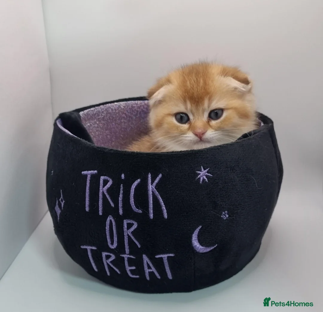 Scottish Fold cats for sale: Beautiful Scottish Boys Looking for Loving Homes - Advert 17