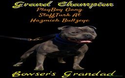Staffordshire Bull Terrier dogs for stud: 2 SOLID BLUE MALES AVAILABLE FOR STUD  - Advert 5