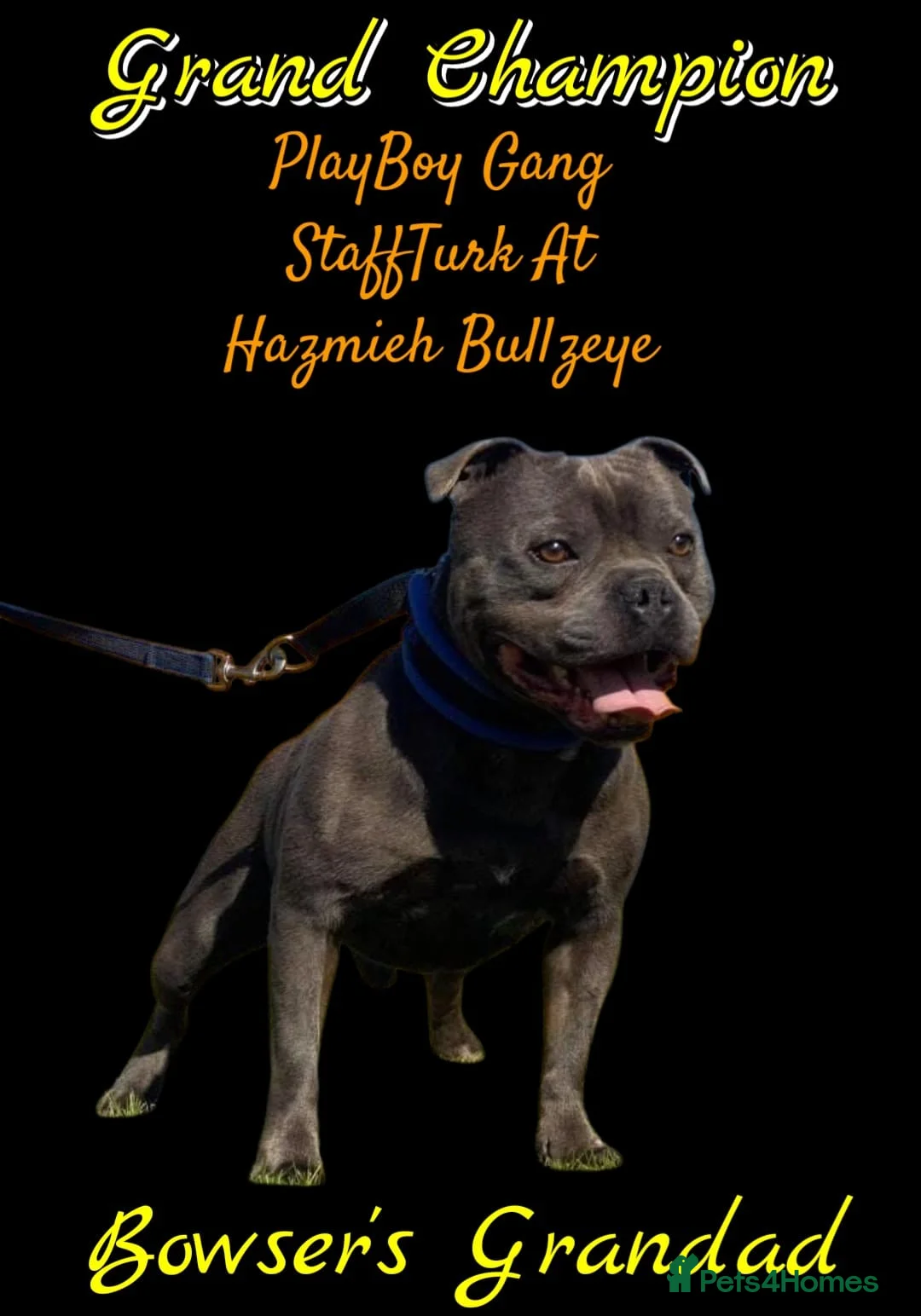 Staffordshire Bull Terrier dogs for stud: 2 SOLID BLUE MALES AVAILABLE FOR STUD  - Advert 7