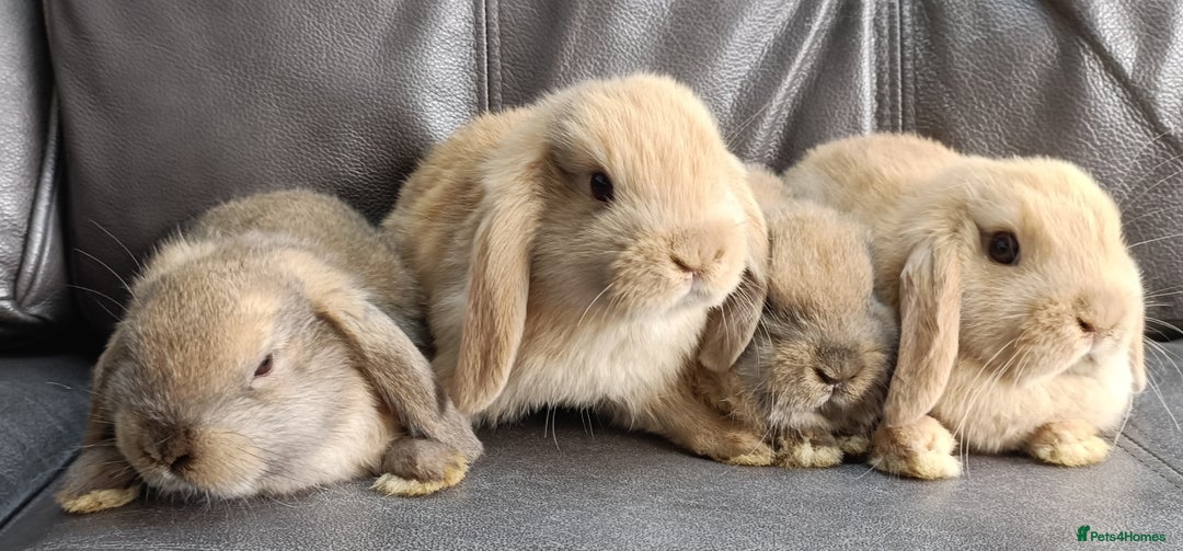Mini Lop rabbits for sale: 🐰Beautiful mixed litter of Plush x Mini Lop kits - Image 4