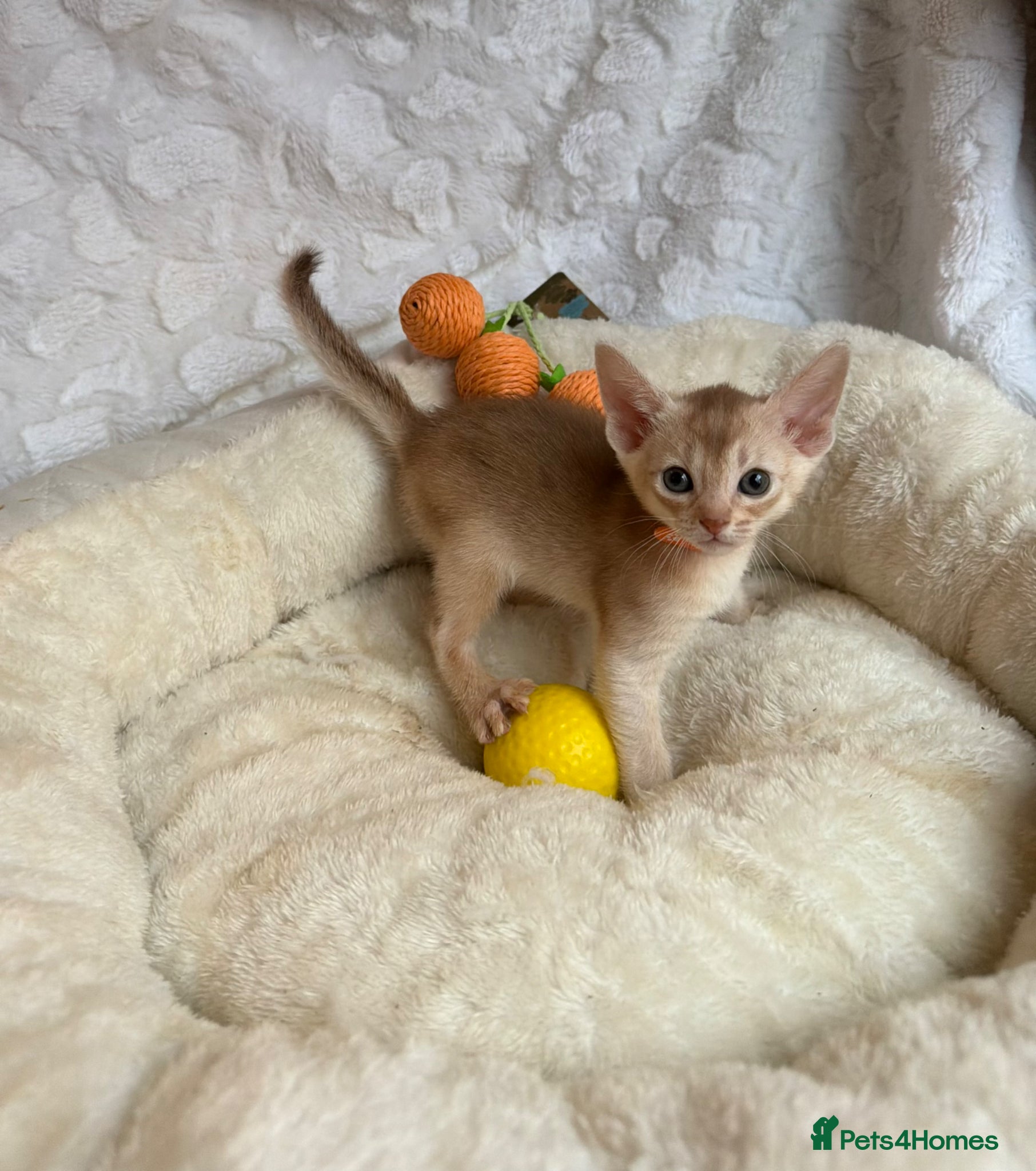 Abyssinian cats for sale: 🏆✨ CHAMPION Silver Cinnamon  Abyssinian  ✨🏆❤️ - Advert 38