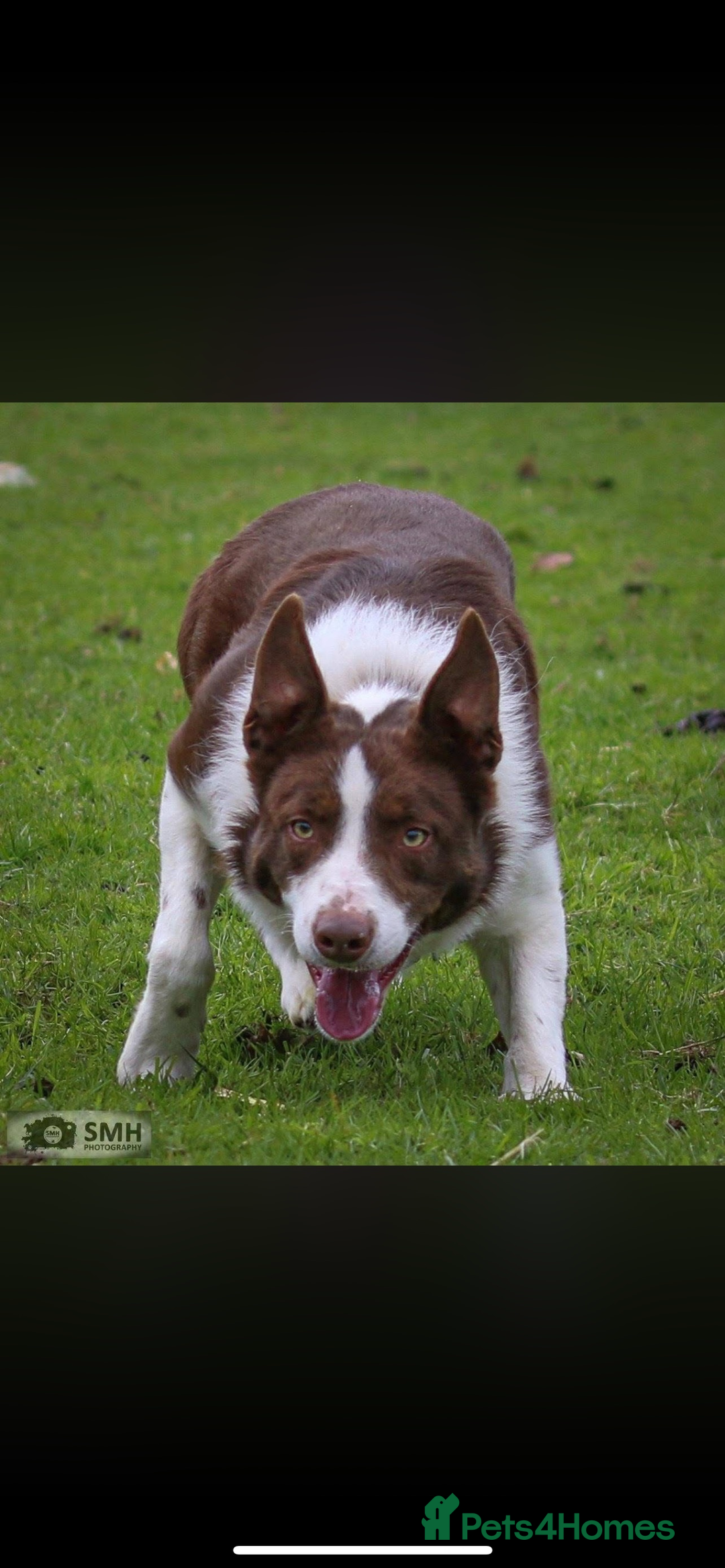 Border Collie dogs for sale: 6 healthy border collie pups - Advert 10