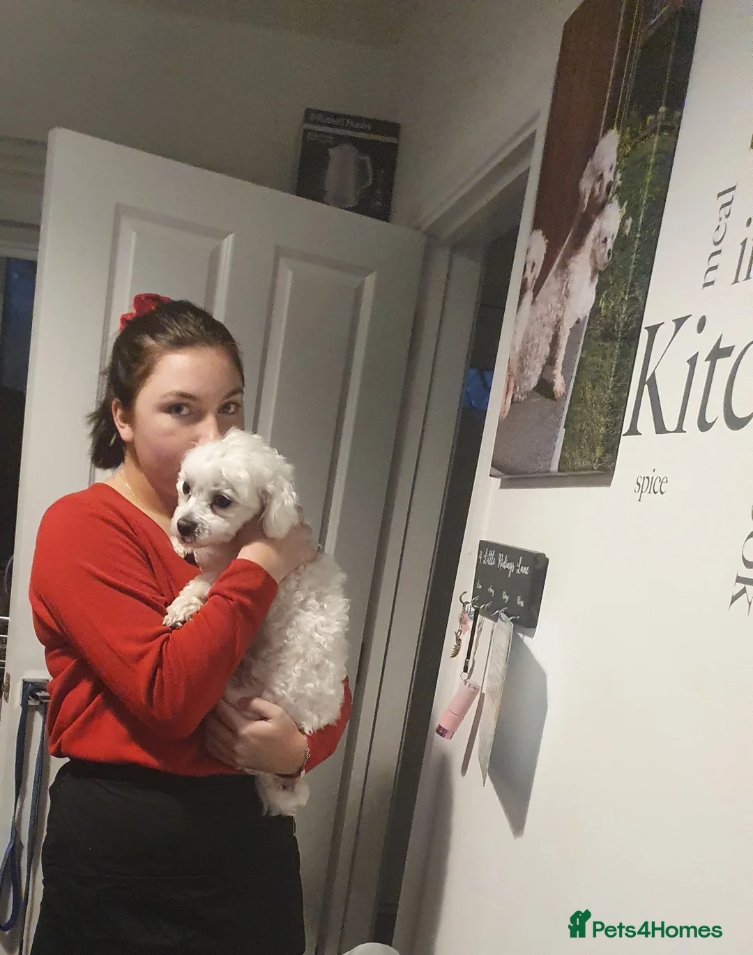 Maltese dogs for stud: Maltese in Ingatestone - Advert 9