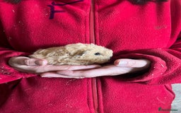 Guinea Pig rodents for sale: Texel and Lunkarya Guinea Pigs - Image 5