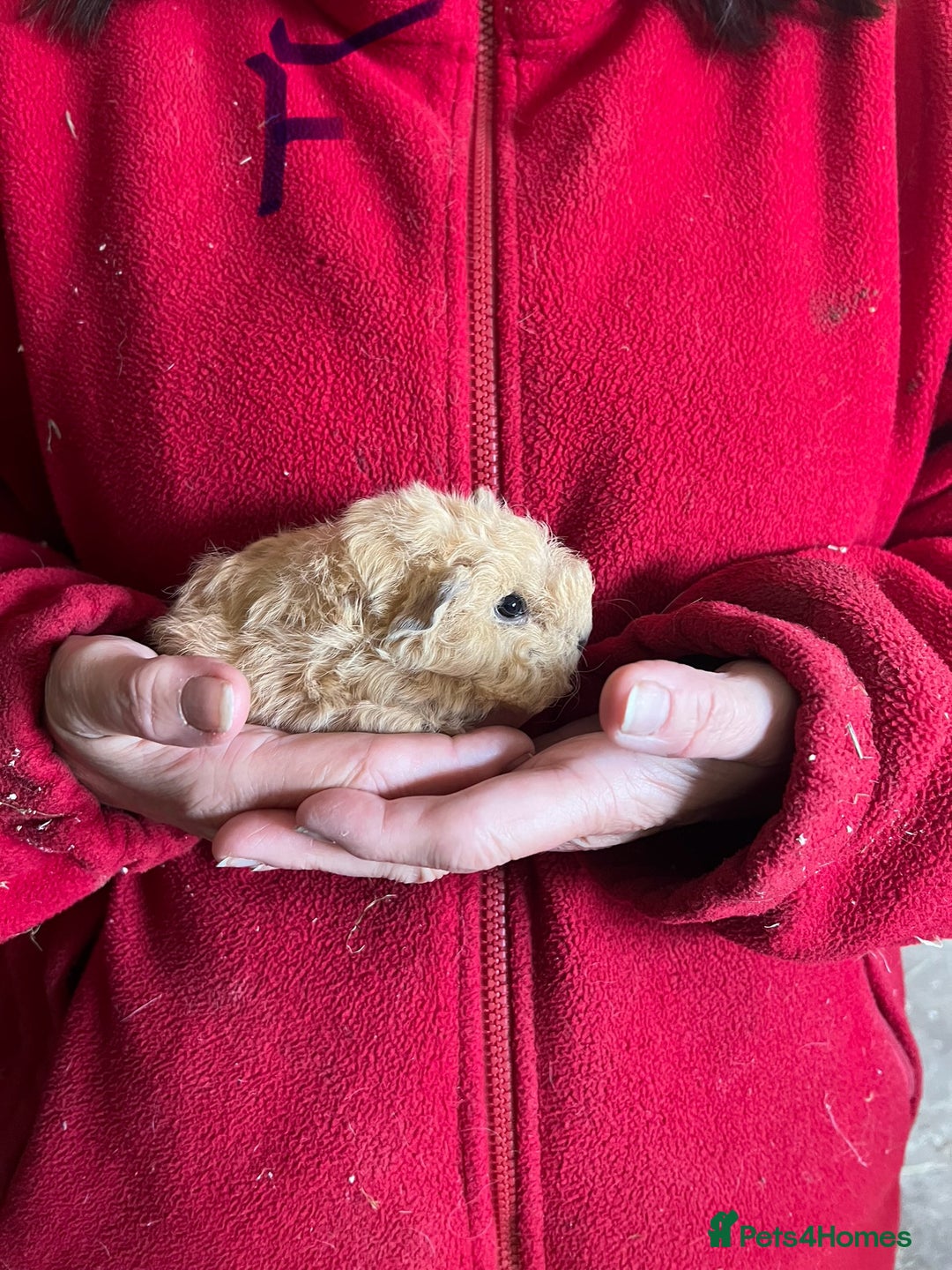 Guinea Pig rodents for sale: Texel and Lunkarya Guinea Pigs - Image 5