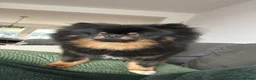 Pomeranian dogs for stud: KC Registered Black & Tan Male 2.3kg in Brighton - Advert 4