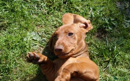 Dachshund dogs for sale: Dachshund Standard Smooth Haired in Boston - Image 9