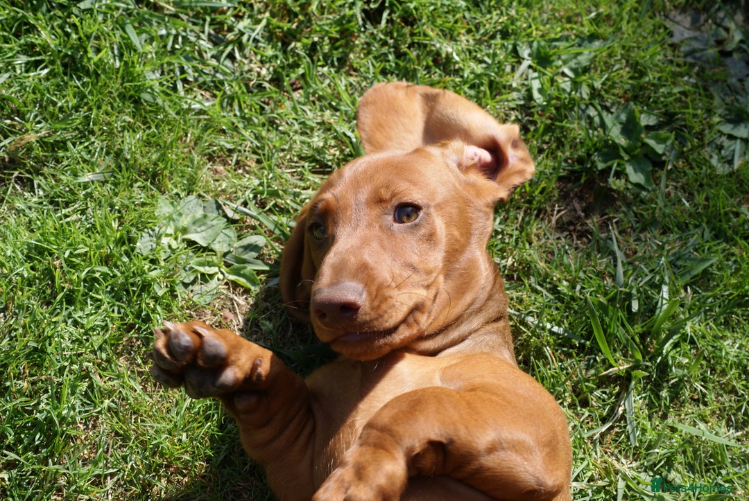 Dachshund dogs for sale: Dachshund Standard Smooth Haired in Boston - Image 9