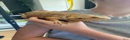 Bearded Dragon reptiles for sale: Friendly female bearded dragon aged 2 in Wilmslow - Advert 3