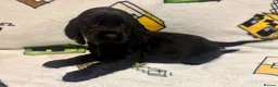 Cocker Spaniel dogs for sale: Showtime cocker spaniels - Advert 7