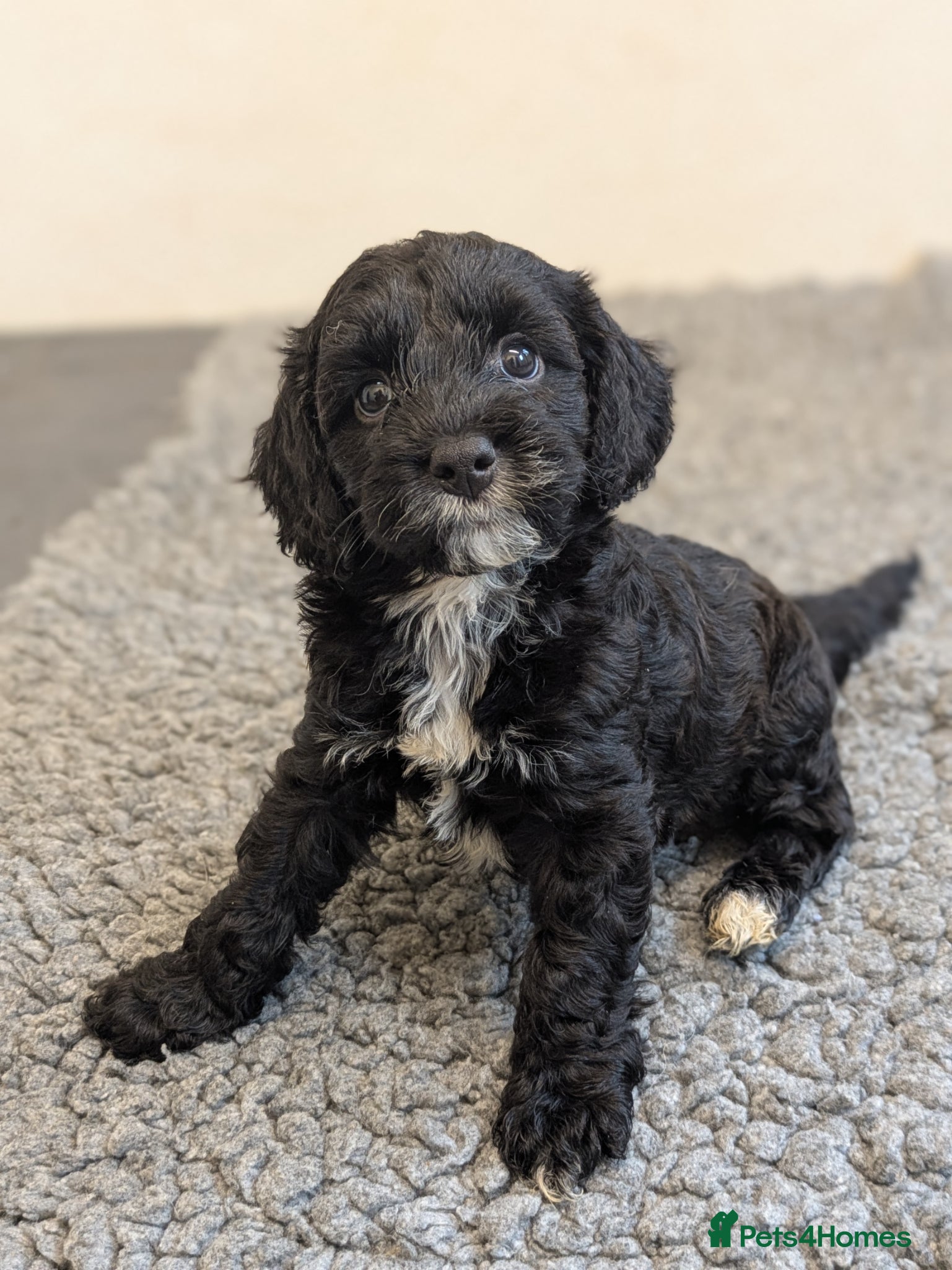 Cockapoo dogs 🖤 F1 Miniature Cockapoos 🖤 Health Tested Parents - Advert 1