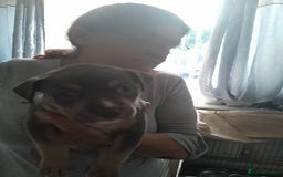 Staffordshire Bull Terrier dogs for sale: Blue tri Staffordshire bull terrier pups for sale  - Image 13
