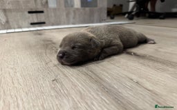 American Bully dogs for sale: 10 beautiful American Bullies🤍 - Advert 4