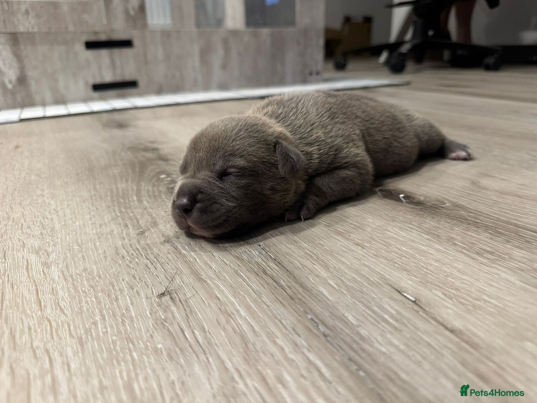 American Bully dogs for sale: 10 beautiful American Bullies🤍 - Advert 4