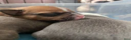 Olde English Bulldogge dogs for sale: Gorgeous Olde English bulldog pups ready 28th june - Advert 18