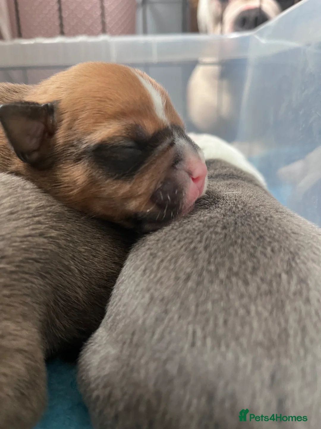 Olde English Bulldogge dogs for sale: Gorgeous Olde English bulldog pups ready 28th june - Advert 18