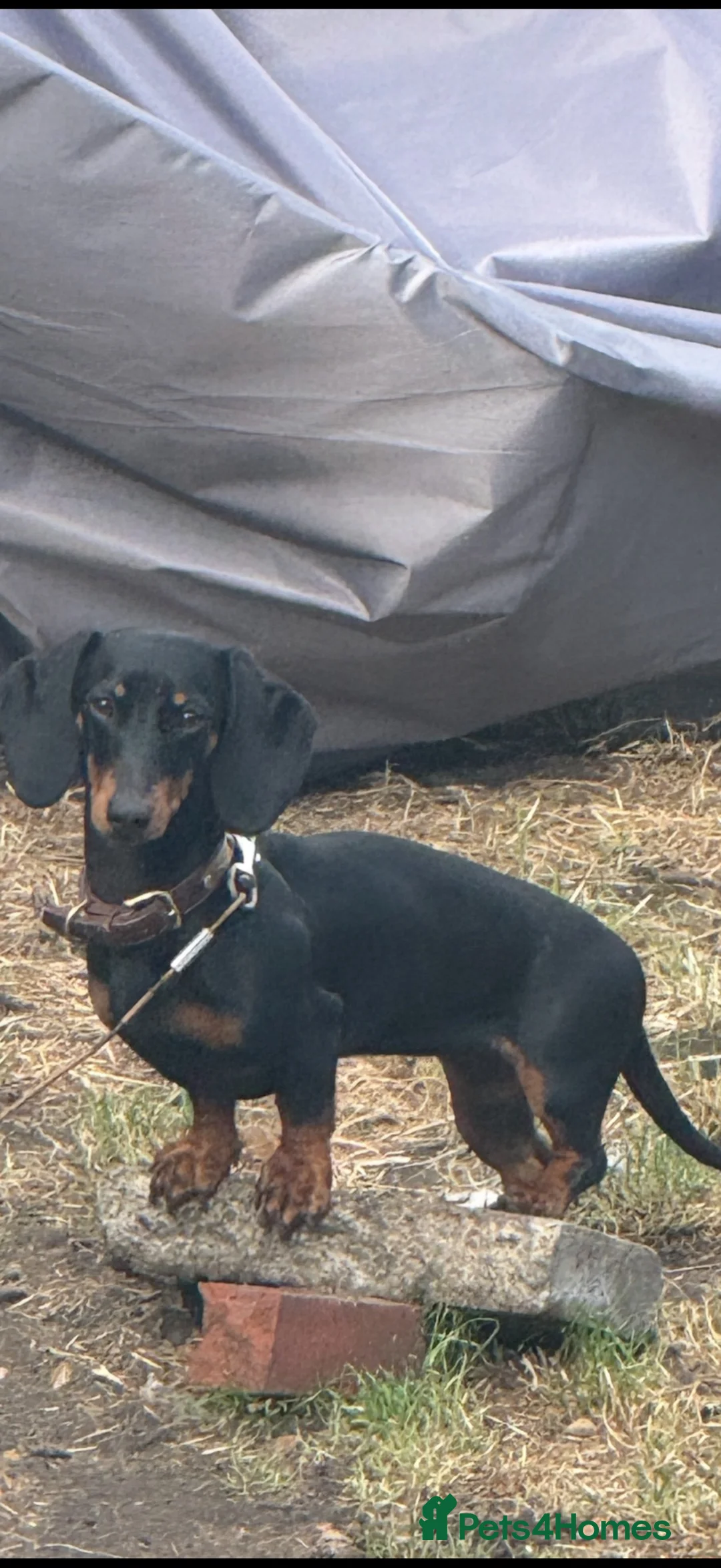 Dachshund dogs for sale: 🐾💕GORGEOUS DACHSHUND PUPPIES🐾💕 - Advert 6