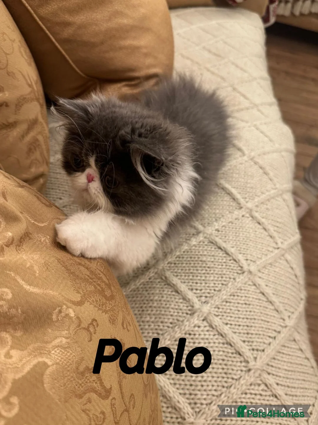 Persian cats for sale: PERSIAN KITTENS FOR SALE  - Advert 10