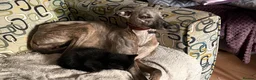 Mixed Breed cats for sale: Ready now, 1 black boy available  - Advert 3