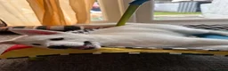 Siberian Husky dogs for sale: Beautiful White Husky Girl  - Advert 5