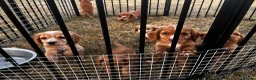 Cocker Spaniel dogs for sale: KC registered cockerspaniel puppies - Advert 12