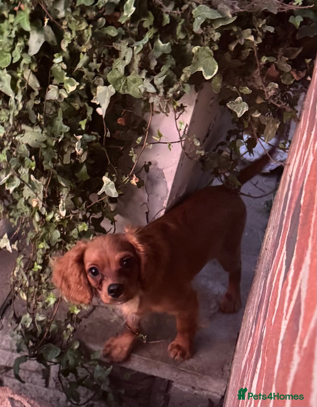 Cavapoochon dogs for sale: Cavapoochon boy  - Image 1