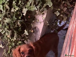 Cavapoochon dogs - Advert 22