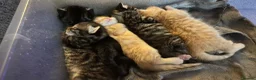 Mixed Breed cats for sale: Beautiful kittens 😻 - Advert 34
