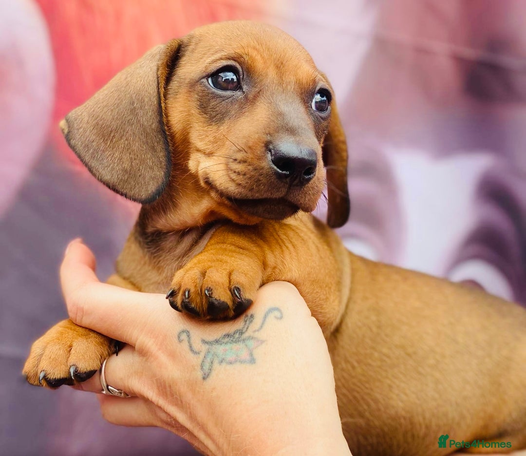 Miniature Dachshund dogs for sale: Two stunning brothers  - Image 1