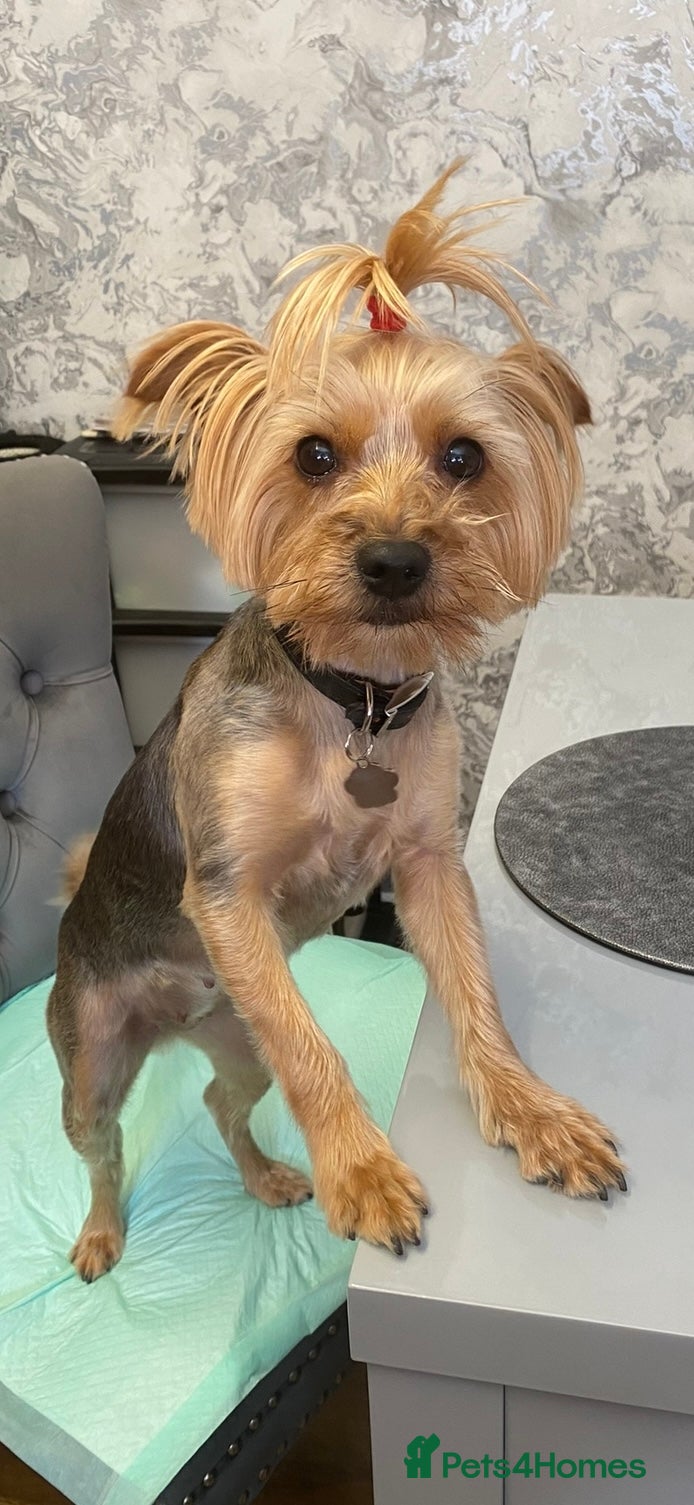 Yorkshire Terrier dogs Yorkshire Terrier Puppies  - Advert 2