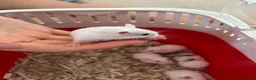Hamster rodents for sale: Roborovski babies show winning parents - Advert 5