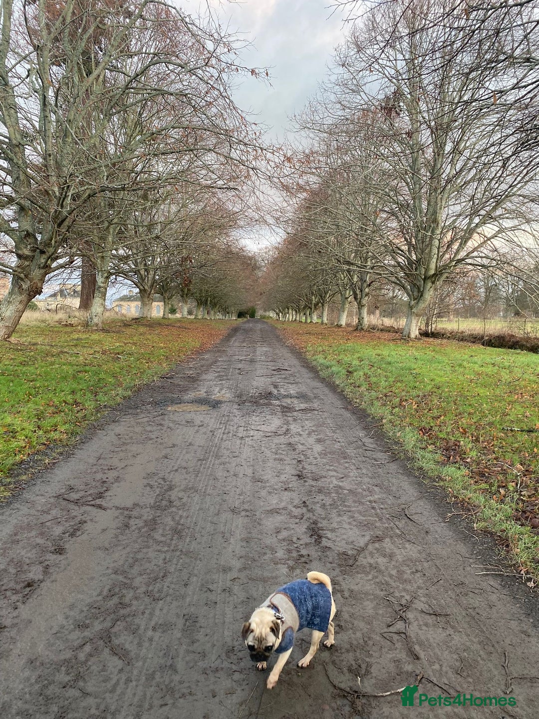 Pug dogs for sale: Beautiful pug - Advert 3