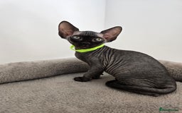 Sphynx cats for sale: TICA registered Canadian sphynx  - Image 15