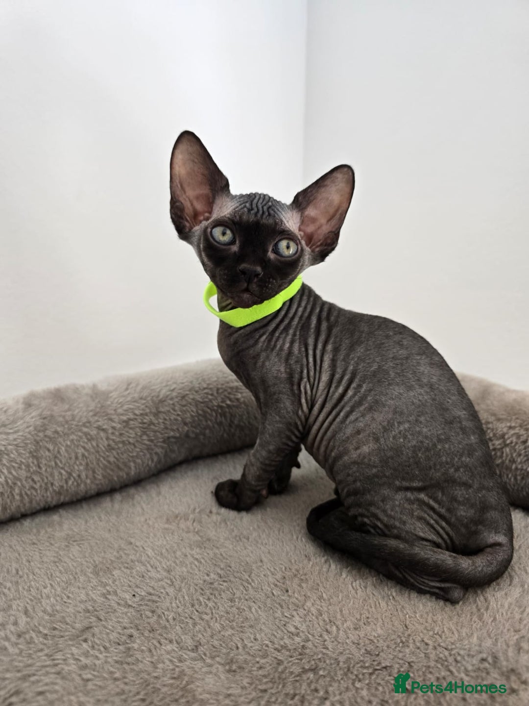 Sphynx cats for sale: TICA registered Canadian sphynx  - Image 15